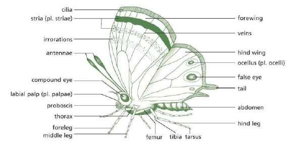 morfologi kupu-kupu